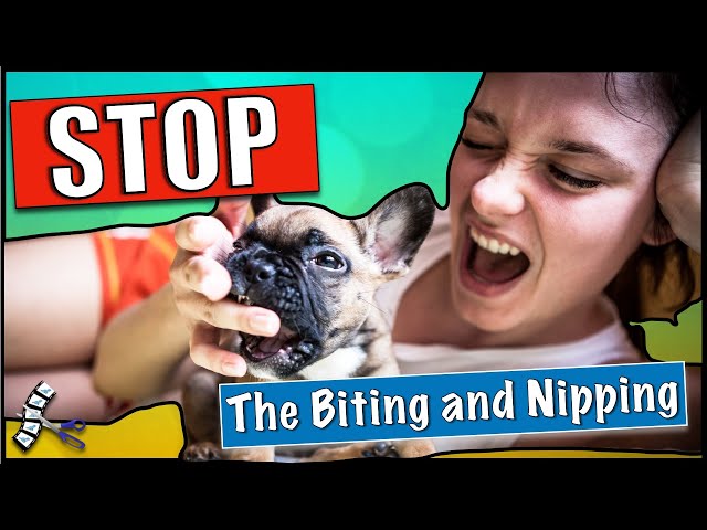 Stop Puppy Biting Me And My Clothes - Youtube