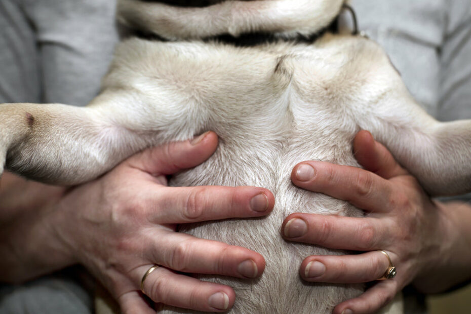 Why Is My Dog'S Stomach Hard? (6 Possible Reasons) | Dutch