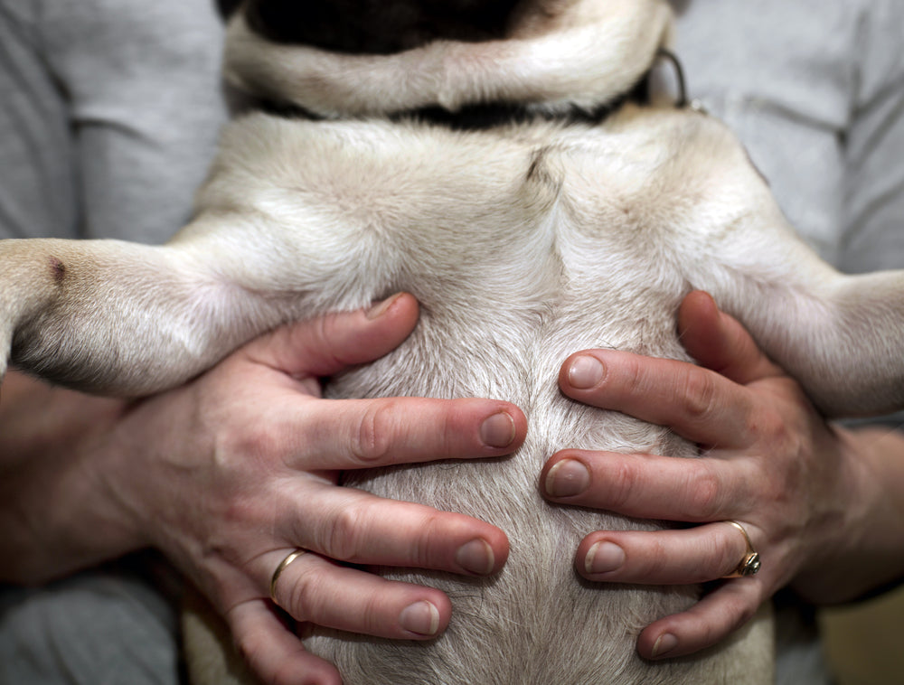 Why Is My Dog'S Stomach Hard? (6 Possible Reasons) | Dutch