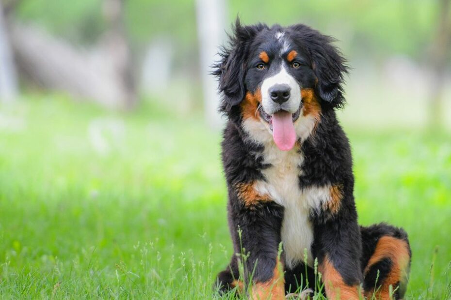 Bernese Mountain Dog Breed Information | Manypets | Manypets