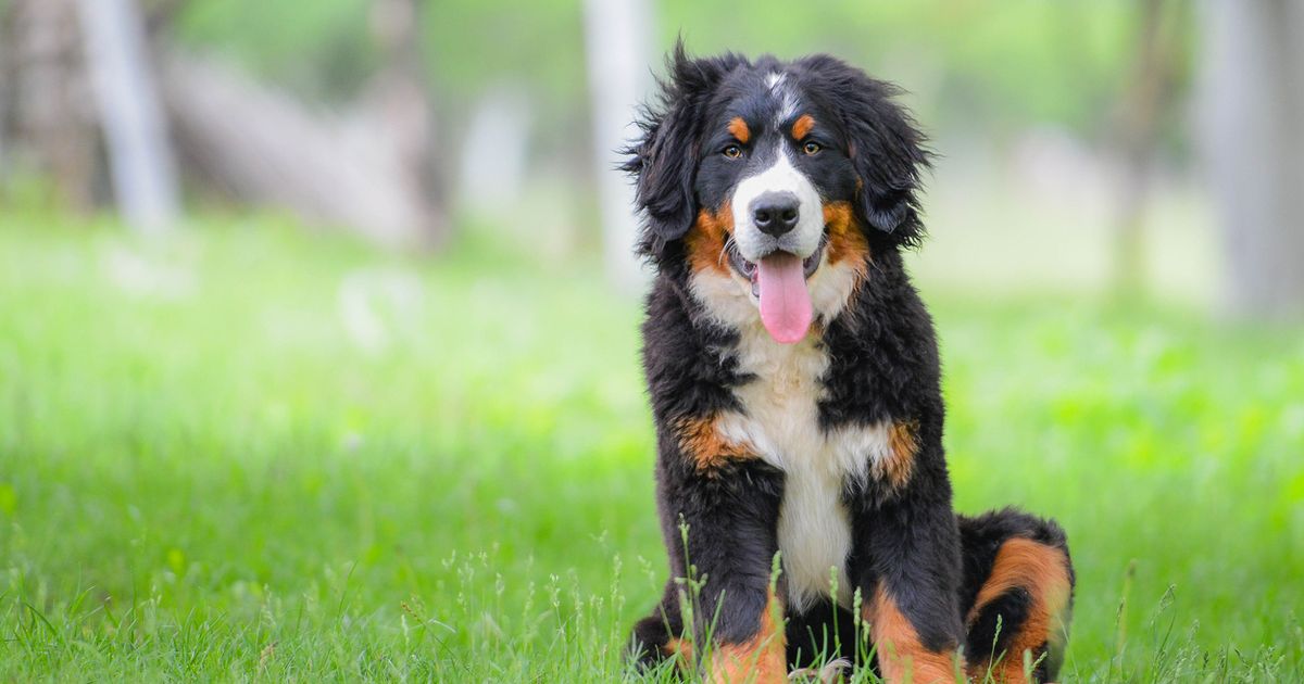 Bernese Mountain Dog Breed Information | Manypets | Manypets