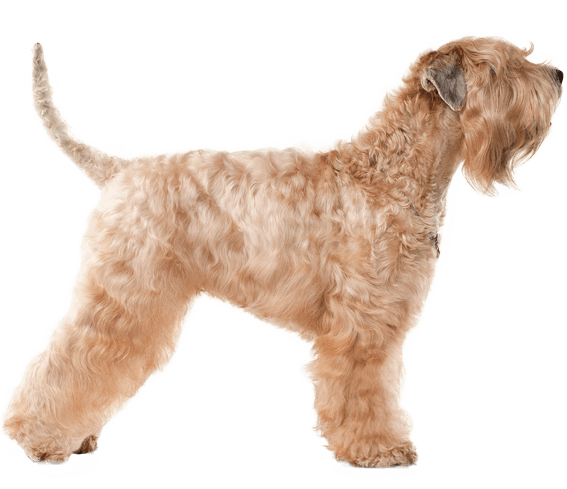 Soft-Coated Wheaten Terrier | Dog Breed Facts And Information - Wag! Dog  Walking