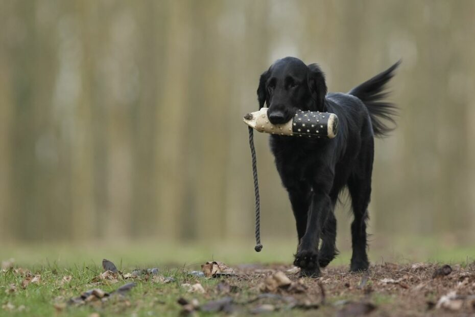 How To Train A Hunting Dog If You'Re A New Hunter – Zero To Hunt