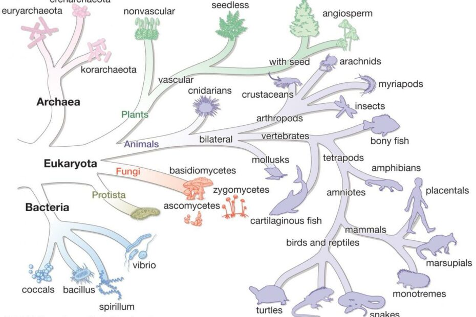 Bacteria - Evolution, Microbes, Diversity | Britannica