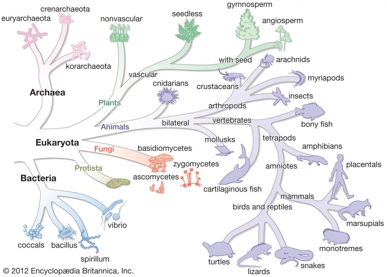 Bacteria - Evolution, Microbes, Diversity | Britannica