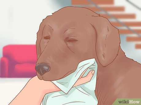 How To Care For A Dog After It Has Just Vomited (With Pictures)