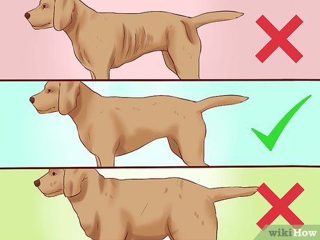 How To Get Dogs To Gain A Healthy Weight: 10 Steps (With Pictures)