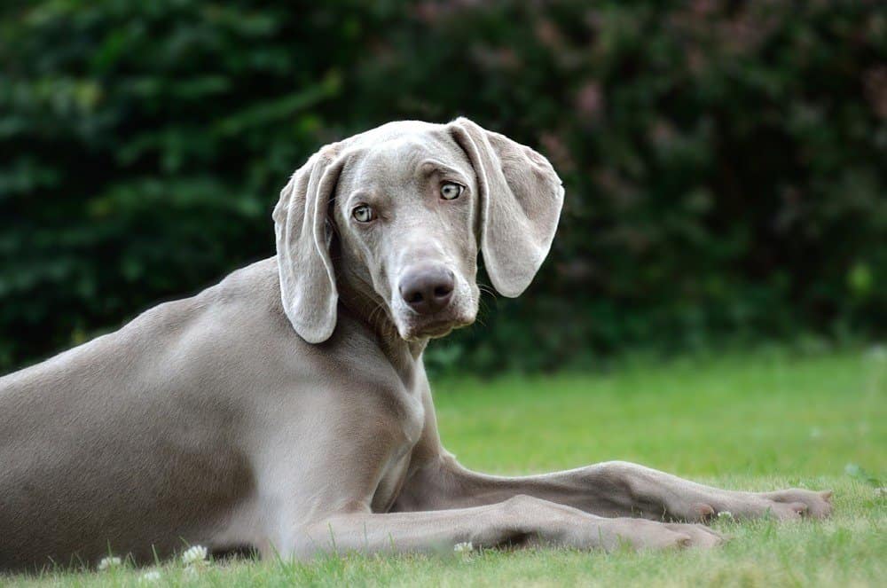 Weimaraner: Dog Breed Characteristics & Care