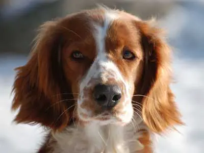 Welsh Springer Spaniel - Price, Temperament, Life Span