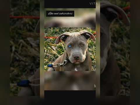 blue eyes pitbull dog