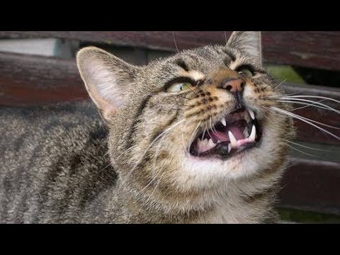 Weird Cat Noises Compilation 2019