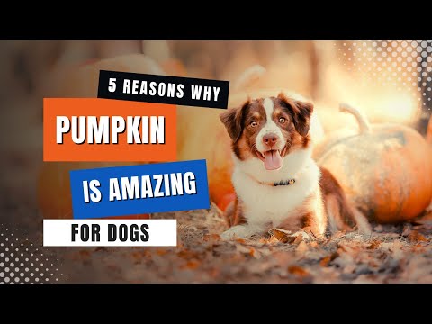 PUMPKIN For Dogs [Amazing Health Benefits!]