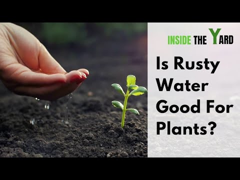 [Zie het antwoord van onze experts] Is roestig water goed voor planten+ Waarom?