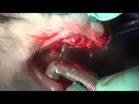 Veterinary Dentist Demonstrates - How To Perform Cat Maxillary Canine Extraction