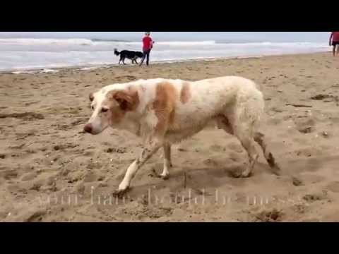 Hondenstrand Noordwijk