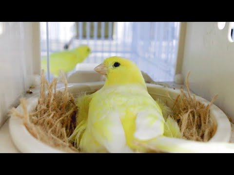 How I breed canaries + mistakes that can destroy your CANARY BREEDING SEASON !