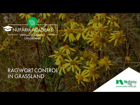 Webinar: Ireland Ragwort Control