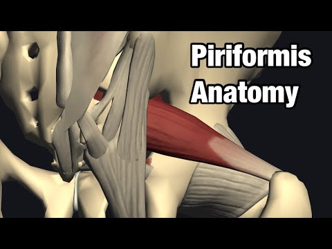 Anatomy and function of piriformis (English)