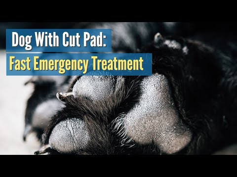 Dog With Cut Pad: Fast Emergency Treatment