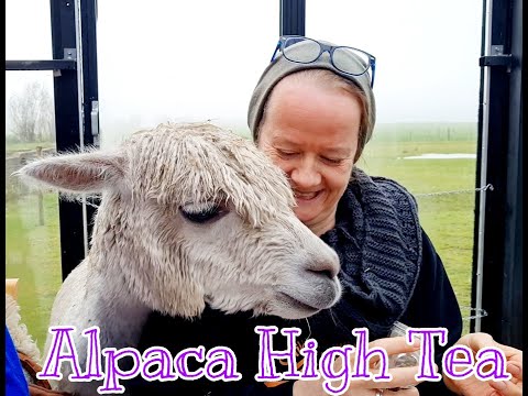 Alpaca High Tea
