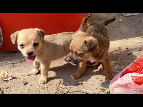 Someone abandoned two puppies near the trash can ! Starving and thirsty !