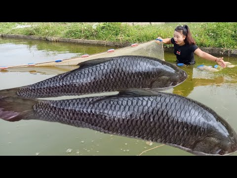 Use dredging nets to harvest large fish from the pond and sell them for extra income