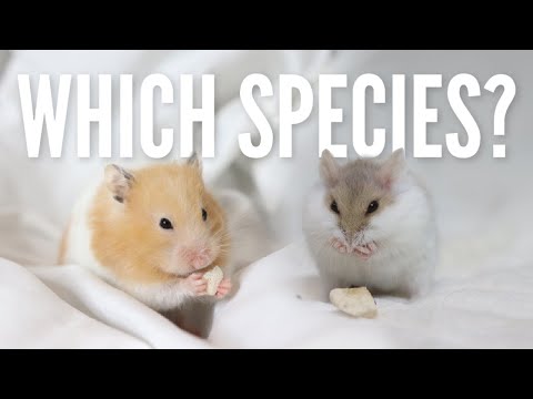 What is the BEST beginner hamster?