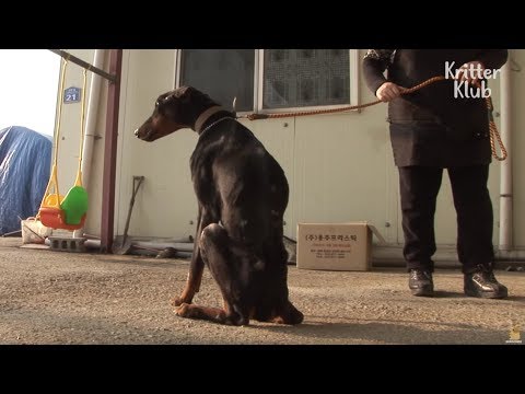 Dog Keeps Losing Weight Despite Eating | Animal in Crisis EP5