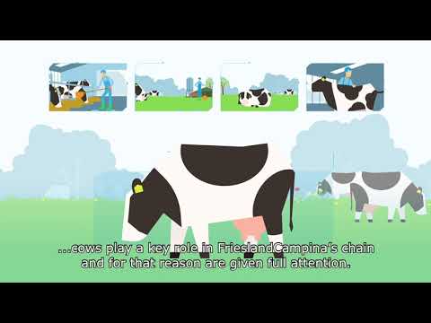 Animal Welfare: How do we care for cows