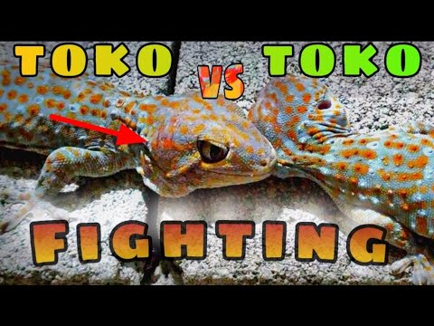 Toko fighting