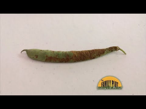 Q&A – What is this rust like coating on my beans?